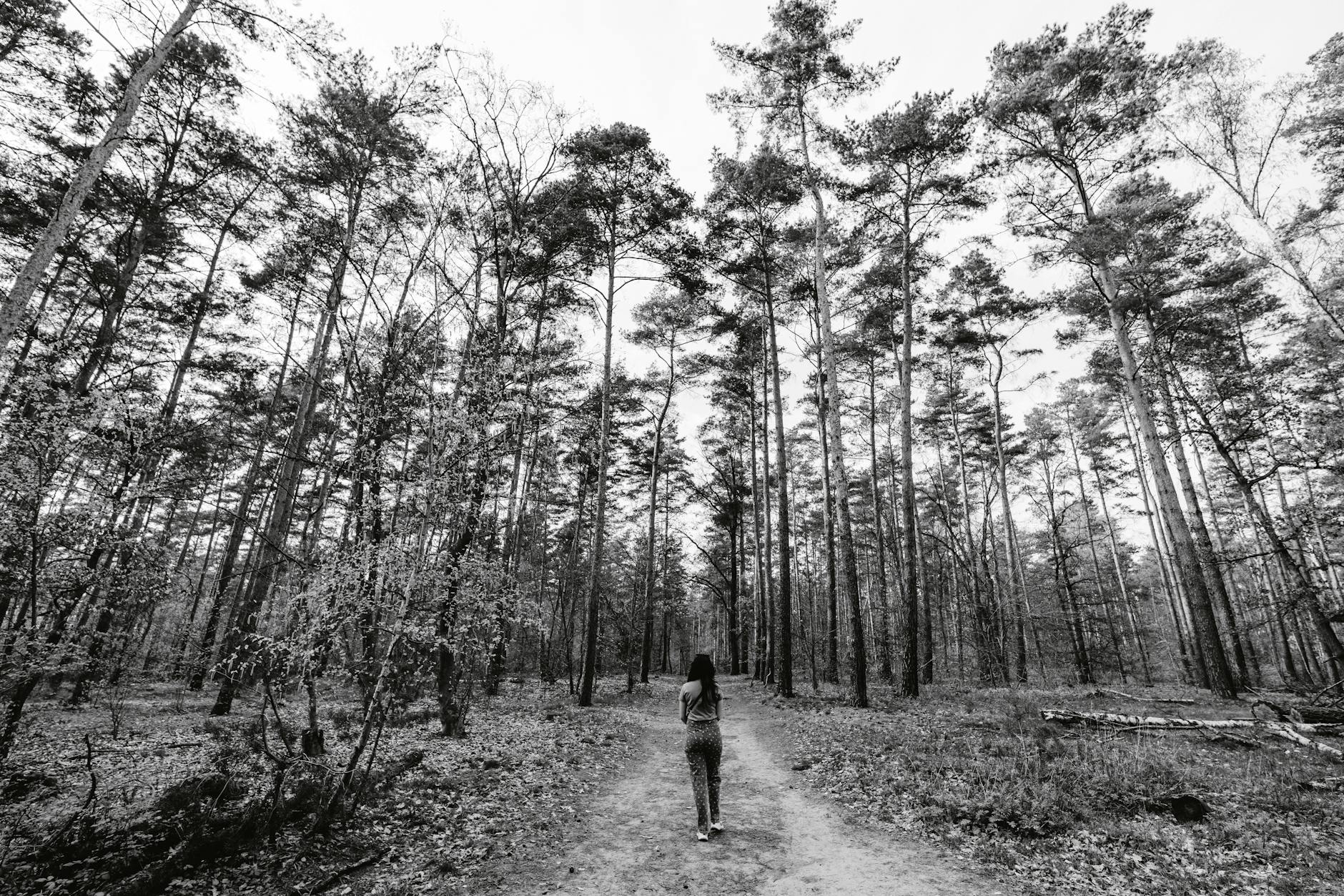 woman walking in coniferous forest